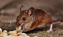 24 Hour & Emergency Exterminators in Ridgewood, NJ
